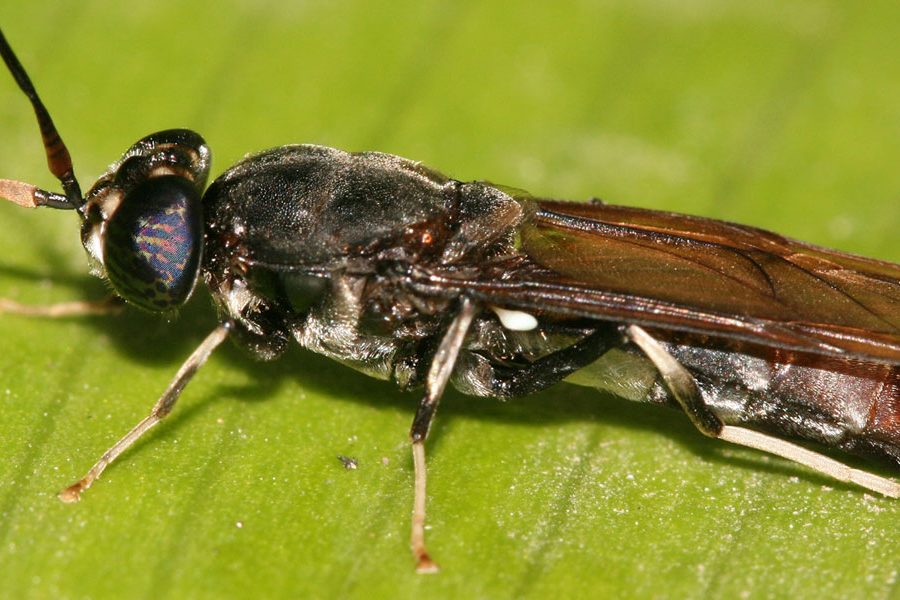 Meet Your Backyard Munching Machine