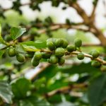 Love coffee? Grow your own