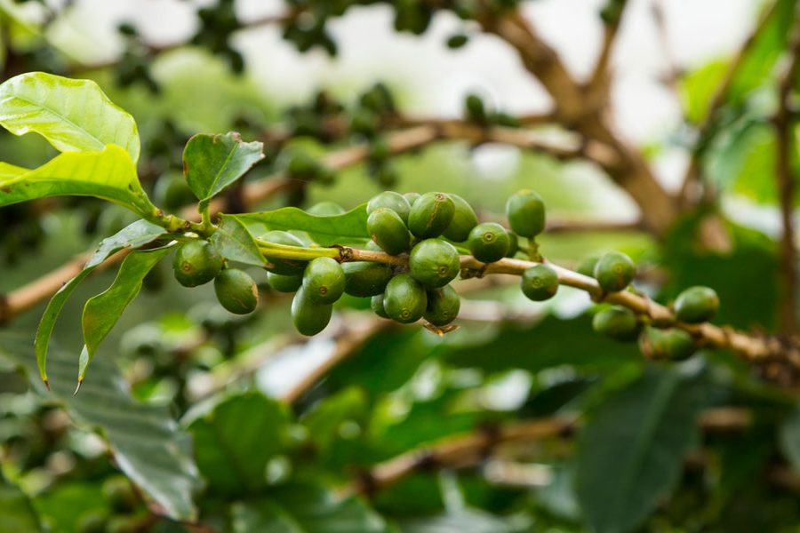 Love coffee? Grow your own