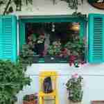 Potted Perfection: Growing gorgeous geraniums in Logan City

 