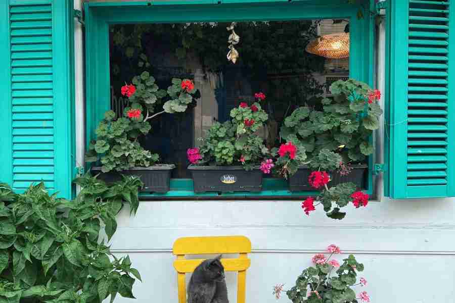 Potted Perfection: Growing gorgeous geraniums in Logan City

 
