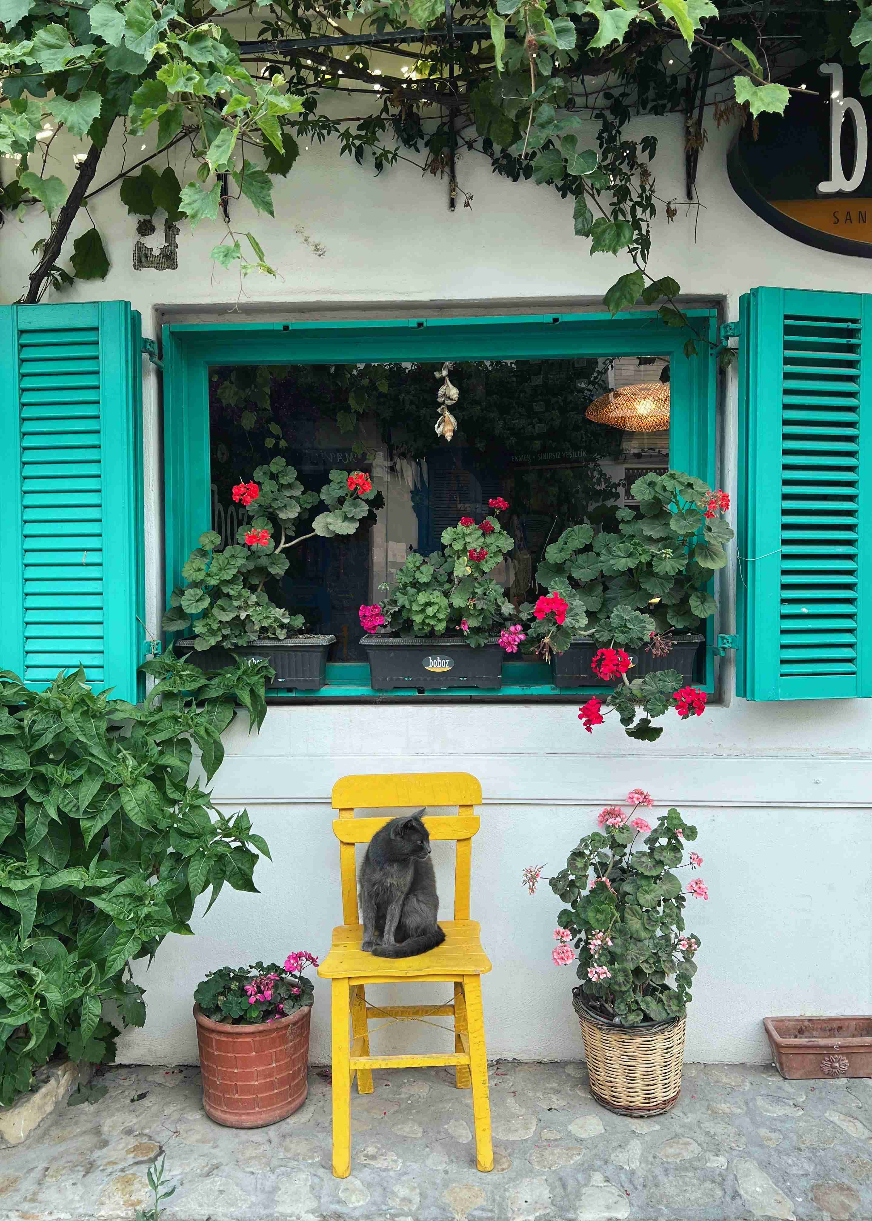 Potted Perfection: Growing gorgeous geraniums in Logan City

 